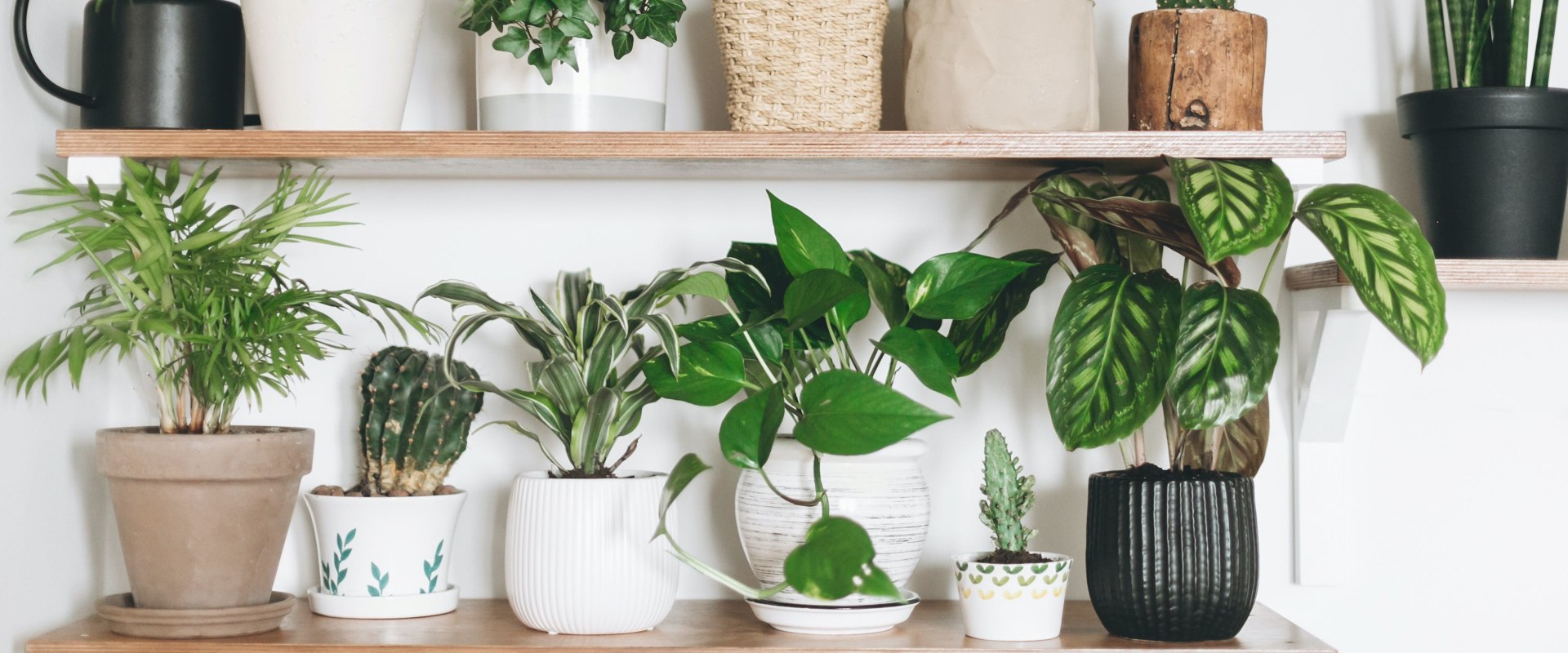 Stylish Best Air Purifying Plants for Your Home