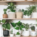 Stylish Best Air Purifying Plants for Your Home